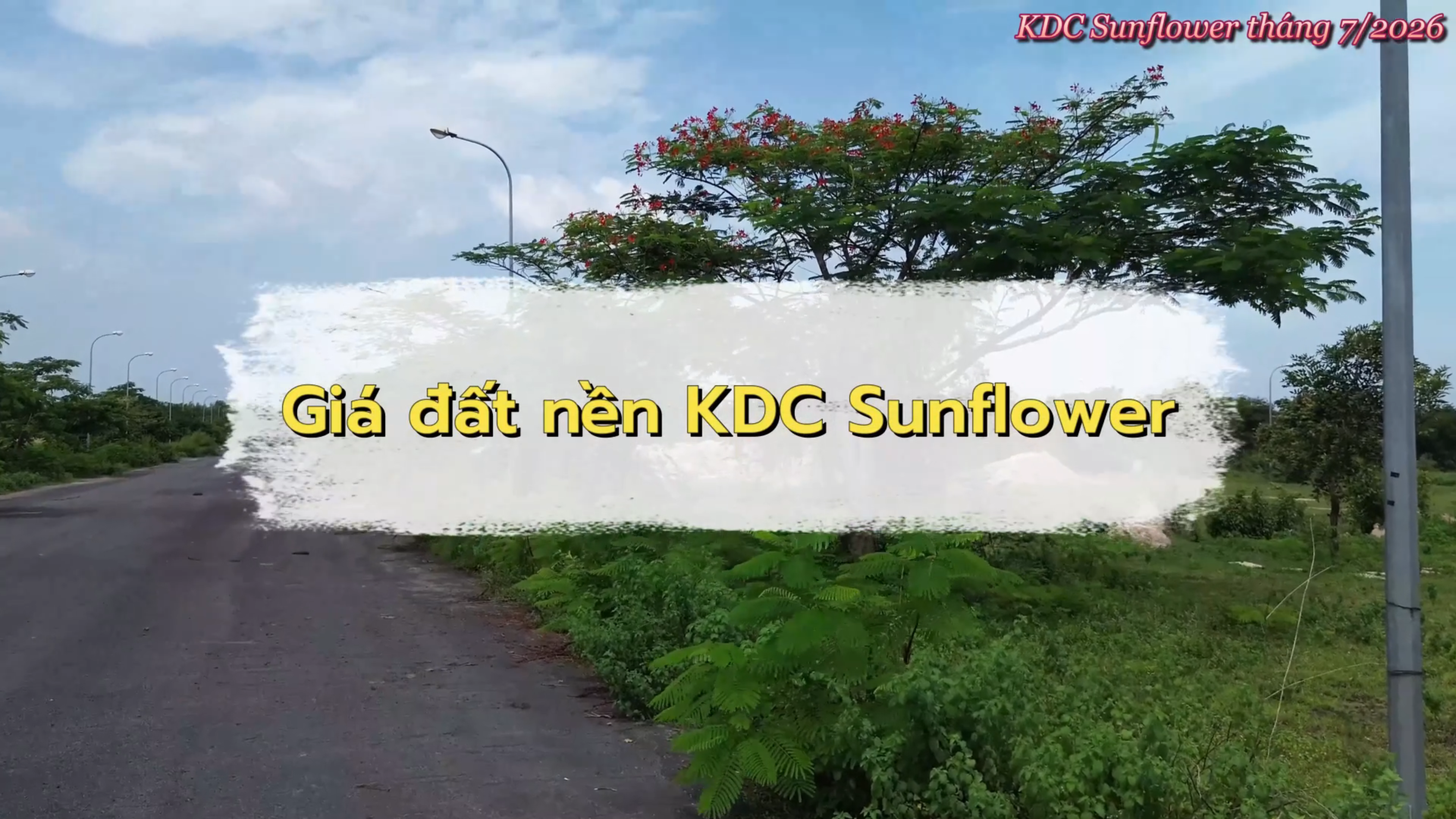KDC Sunflower KDC Sunflower